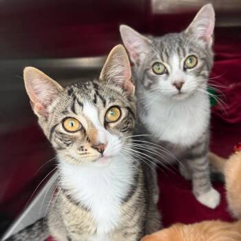 Churro -  Domestic Short Hair Cat for Adoption in New Fairfield, Connecticut - Churro | PetCurious