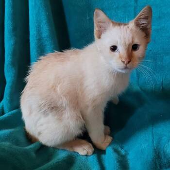 Turkey -  Domestic Short Hair Cat for Adoption in Coos Bay, Oregon - Turkey | PetCurious