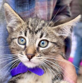 Skeletor -  Tabby Cat for Adoption in Greenfield, California - Skeletor | PetCurious