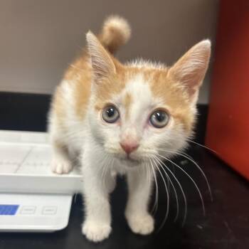 Bisquick -  Domestic Medium Hair Cat for Adoption in Chattanooga, Tennessee - Bisquick | PetCurious
