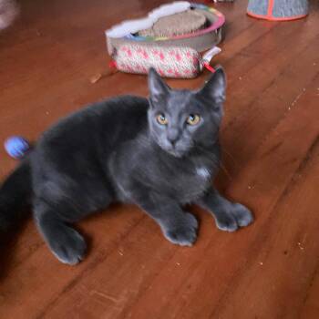 Mittens (must adopt with Dottie) -  Russian Blue Cat for Adoption in New Bedford, Massachusetts - Mittens (must Adopt With Dottie) | PetCurious
