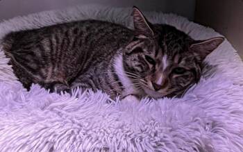 Tabby Cats Available for Adoption in Billings, Montana - Champion  | PetCurious