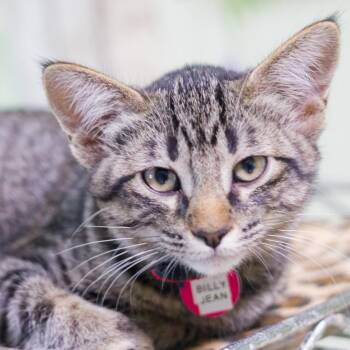 Billy Jean -  Domestic Short Hair Cat for Adoption in Hot Springs, Arkansas - Billy Jean | PetCurious