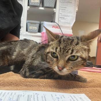 Cosmic Brownie -  Domestic Short Hair Cat for Adoption in Flagstaff, Arizona - Cosmic Brownie | PetCurious