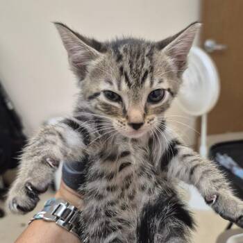 Stacy -  Domestic Short Hair Cat for Adoption in Lake Panasoffkee, Florida - Stacy | PetCurious