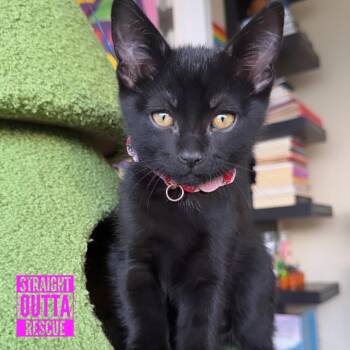 Green -  Domestic Short Hair Cat Available for Adoption in Vancouver, British Columbia - Green | PetCurious