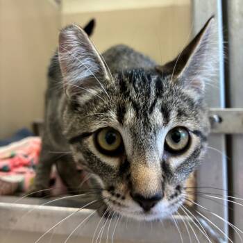 Hershey -  Domestic Short Hair Cat for Adoption in St. Helena, California - Hershey | PetCurious