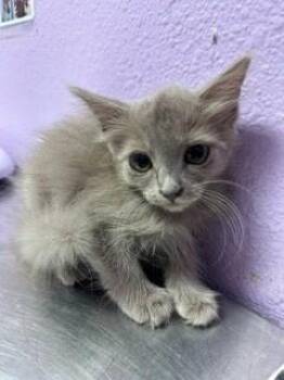 Spice Girl -  Domestic Long Hair Cat for Adoption in El Paso, Texas - Spice Girl | PetCurious