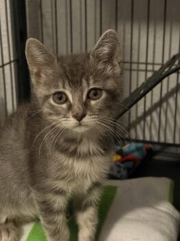 Minnie 7.17.26 (med waiver) -  Domestic Short Hair Cat for Adoption in Apopka, Florida - Minnie 7.17.26 (med Waiver) | PetCurious
