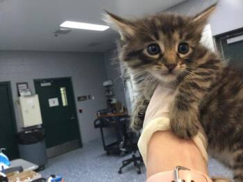 MIRA -  Domestic Medium Hair Cat for Adoption in Thousand Palms, California - MIRA | PetCurious
