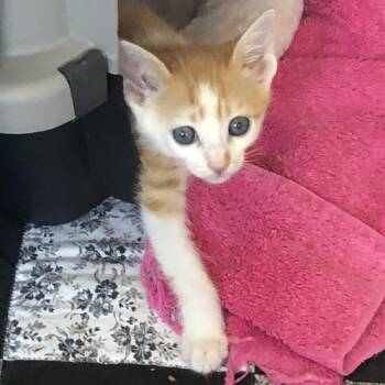 Sweet Pea -  Domestic Short Hair Cat for Adoption in Prescott, Arizona - Sweet Pea | PetCurious