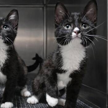 Tuxedo Cats Available for Adoption - Calypso  | PetCurious