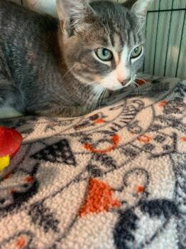Pressure Cooker -  Domestic Short Hair Cat Available for Adoption in Douglasville, Georgia - Pressure Cooker | PetCurious