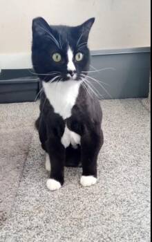 Domestic Short Hair Cats Available for Adoption - Mickey | PetCurious