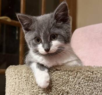 Pauly -  Domestic Short Hair Cat for Adoption in Williamsville, New York - Pauly | PetCurious