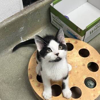 Bat Cat -  Domestic Short Hair Cat for Adoption in Palmetto, Florida - Bat Cat | PetCurious