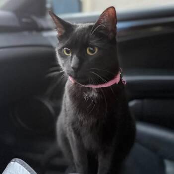 Domestic Short Hair Cats Available for Adoption in Florham Park, New Jersey - Dandelion | PetCurious