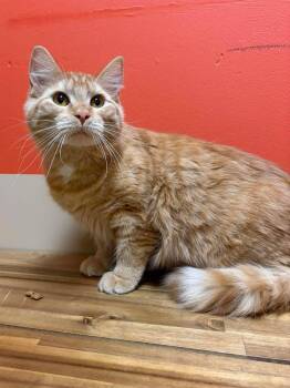 Domestic Long Hair Cats Available for Adoption - Raphaela | PetCurious