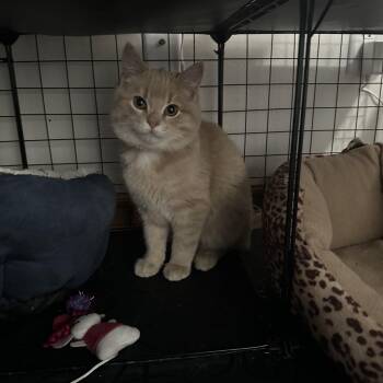 Tabby Cats Available for Adoption - Creamsicle  | PetCurious