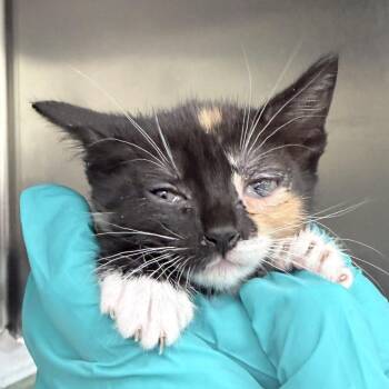 Monica -  Domestic Short Hair Cat for Adoption in Auburn, Alabama - Monica | PetCurious