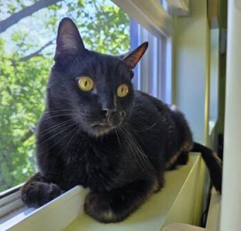 Chaka -  Domestic Short Hair Cat for Adoption - Chaka | PetCurious
