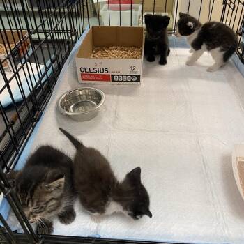 Kastoria -  Domestic Short Hair Cat for Adoption in Westminster, California - Kastoria | PetCurious