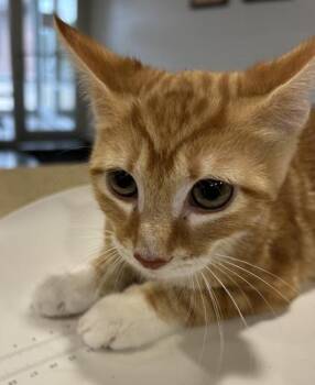 Hunter -  Domestic Short Hair Cat for Adoption in Cincinnati, Ohio - Hunter | PetCurious