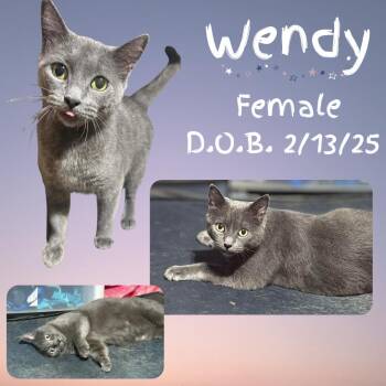 Domestic Short Hair Cats Available for Adoption in Caldwell, Texas - Wendy | PetCurious