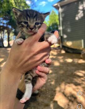 Domestic Short Hair Cats Available for Adoption in Lawrenceville, Georgia - Oingo Boingo | PetCurious