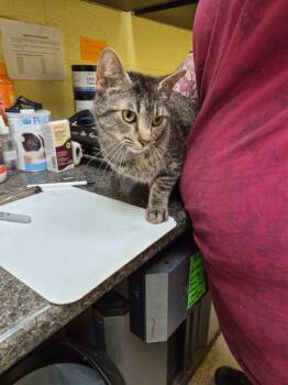 LILAC KAY -  Domestic Short Hair Cat for Adoption in Crossville, Tennessee - LILAC KAY | PetCurious