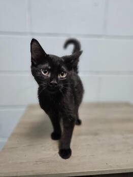 Ozzy -  Domestic Short Hair Cat for Adoption in Huntington, Indiana - Ozzy | PetCurious