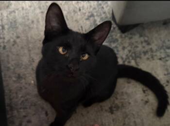 Lilith -  Domestic Short Hair Cat for Adoption in Hammond, Indiana - Lilith | PetCurious