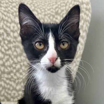 Domestic Short Hair Cats Available for Adoption in Pontiac, Michigan - Onyx | PetCurious