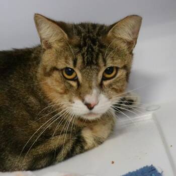 Harry -  Domestic Short Hair Cat Available for Adoption in Sarasota, Florida - Harry | PetCurious