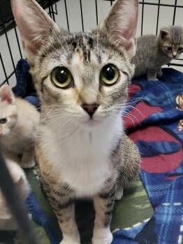 Valentina -  Domestic Short Hair Cat for Adoption in Burnsville, North Carolina - Valentina | PetCurious