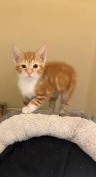 Fetty Wap -  Domestic Short Hair Cat for Adoption in King William, Virginia - Fetty Wap | PetCurious