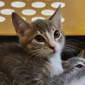 Paola -  Domestic Short Hair Cat for Adoption in Sarasota, Florida - Paola | PetCurious