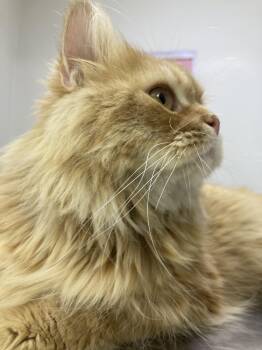 Charles - A Sweet, Gentle Cat -  Persian Cat for Adoption in Toronto, Ontario - Charles - A Sweet, Gentle Cat | PetCurious
