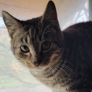 Rescue Domestic Short Hair Cats for Adoption in East Amherst, New York - Cubone | PetCurious