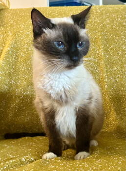 Rescue Siamese and Domestic Short Hair Cats for Adoption in Seal Beach, California - Helena | PetCurious