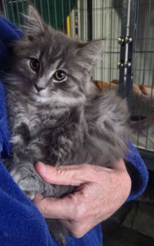 Rescue Maine Coon Cats for Adoption in Breinigsville, Pennsylvania - Razzberry | PetCurious