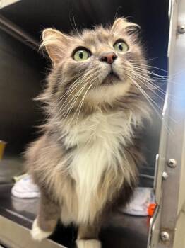 Domestic Long Hair Cats Available for Adoption in Disputanta, Virginia - Nala | PetCurious