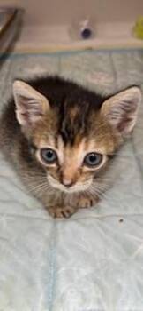 Peanut -  Domestic Short Hair Cat for Adoption in Honolulu, Hawaii - Peanut | PetCurious