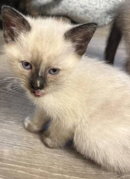 Domestic Short Hair and Siamese Cats Available for Adoption in Milton, Georgia - Janet Jackson | PetCurious