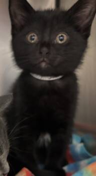 Sushi -  Domestic Short Hair Cat for Adoption in Topsham, Maine - Sushi | PetCurious