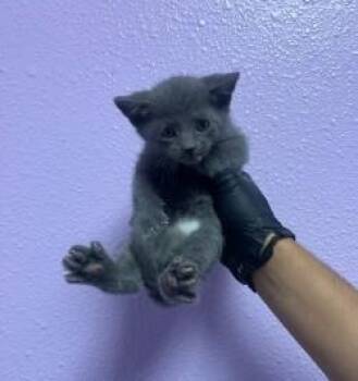 Domestic Short Hair Cats Available for Adoption in El Paso, Texas - 60871083 | PetCurious