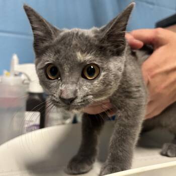 Daphne -  Domestic Short Hair Cat for Adoption in Newport, North Carolina - Daphne | PetCurious