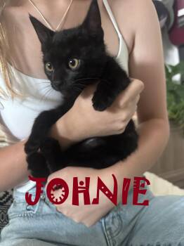 Johnie -  American Shorthair and Domestic Short Hair Cat for Adoption in Walnut Creek, California - Johnie | PetCurious