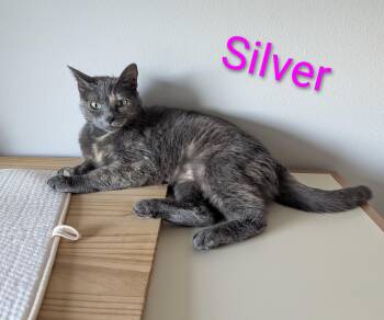 Silver -  Domestic Short Hair Cat for Adoption in West Richland, Washington - Silver | PetCurious