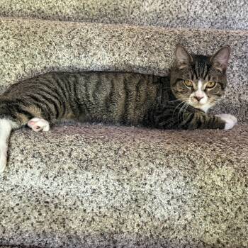 Rescue Domestic Short Hair Cats for Adoption in West Jefferson, Ohio - Mateo | PetCurious